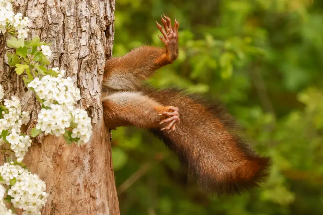 Víťazná snímka Nikon Comedy Wildlife Photography Awards.