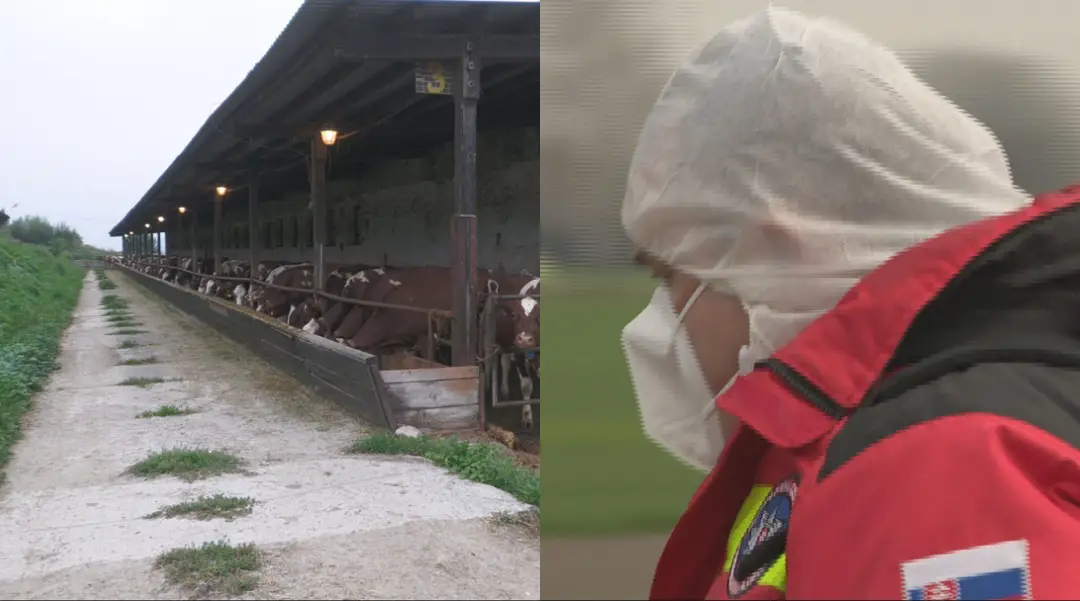 Slintačka a krívačka na Slovensku