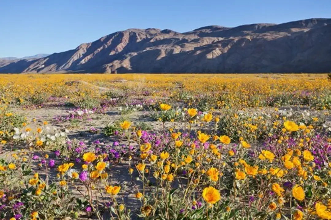 Borrego Springs.