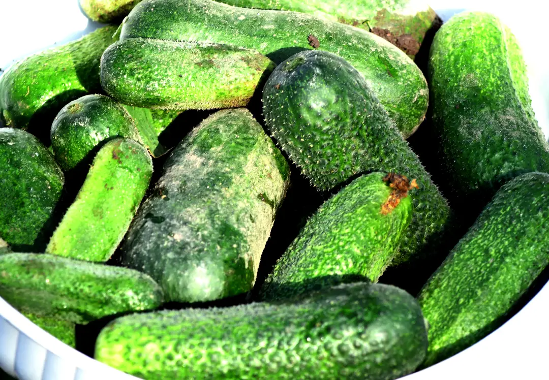 Uhorky - nakladačky.