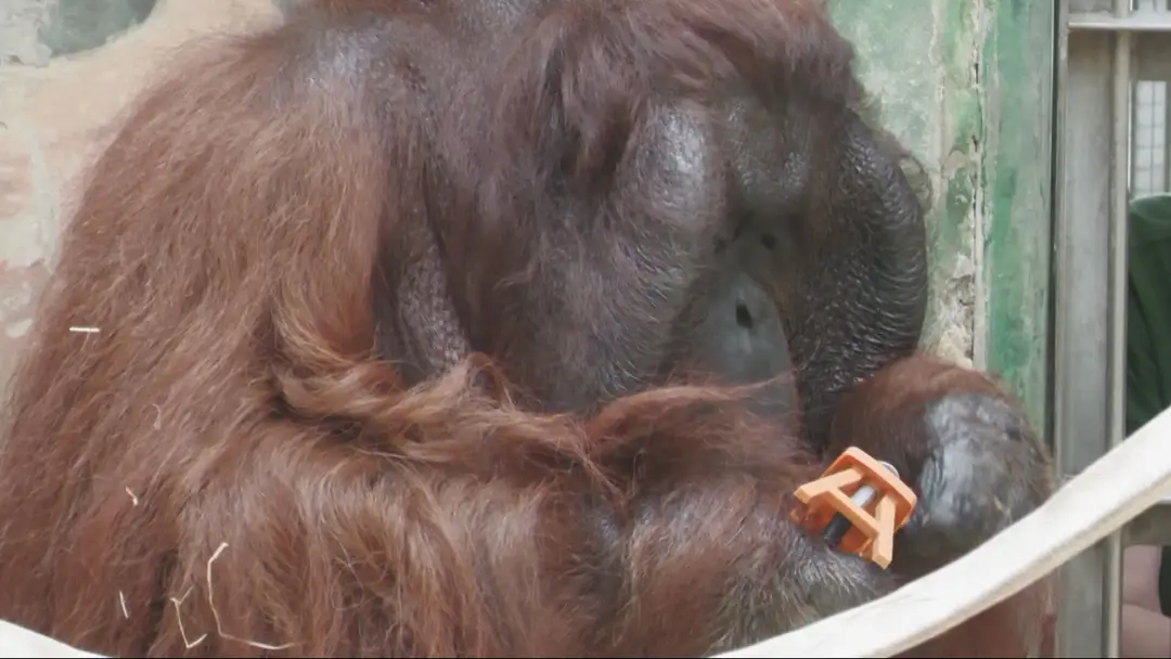 Orangutan sa stáva majstrom v skrutkovaní