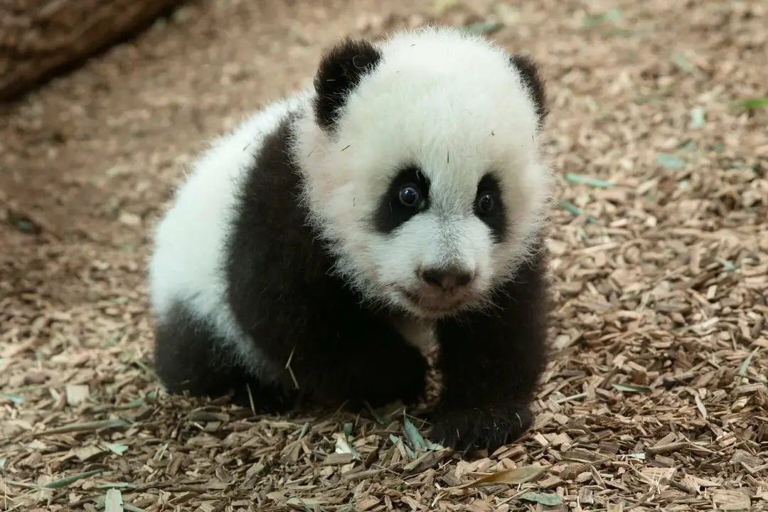 Mláďa pandy prišlo na svet v zoologickej záhrade v Atlante.