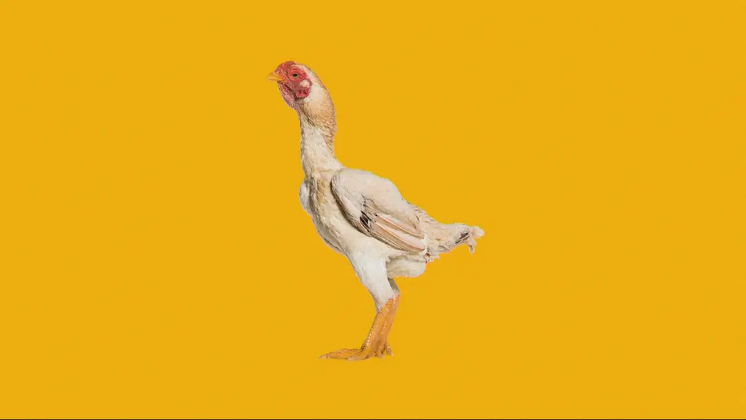 Chicken banana
