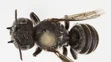 Megachile Lucifer - nový druh včely objavený v Austrálii.