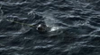 Narval patrí medzi najpozoruhodnejšie tvory oceánov.