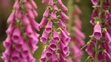 Náprstník červený (lat Digitalis purpurea).