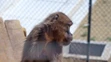 Bratislavská zoo privítala vzácnych paviánov dželada.