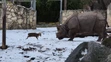 Muntiak vyzval na súboj nosorožca.