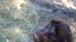 Bratislavská zoo privítala vzácnych paviánov dželada.