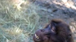 Bratislavská zoo privítala vzácnych paviánov dželada.