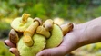 Americký zlatohríb (lat, Aureoboletus projectellus)