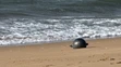 Záhadné kovové gule na austrálskej pláži