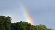 Dúha za stromami.