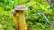 Americký zlatohríb (lat, Aureoboletus projectellus)