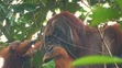 Orangutan Rakus si vyliečil ranu.