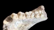 Gigantopithecus mal mimoriadne vyvinuté zuby.