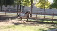 Aktivita združenia Horses Heal.