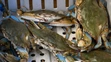 Krab modrý (lat. Callinectes sapidus).