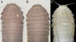 Bathynomus vaderi