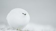 Snehová guľa