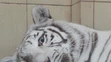 Mri mláďatá bieleho bengálskeho tigra s matkou Mandzi krátko po narodení v súkromnej zoo v poľskom Borysewe. 