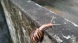 Oblovka žravá (Lissachatina Fulica)