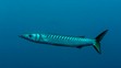Barakuda stredomorská (Sphyraena viridensis).
