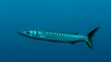 Barakuda stredomorská (Sphyraena viridensis).