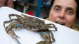 Krab modrý (lat. Callinectes sapidus).