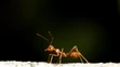 Červený mravec ohnivý (Solenopsis invicta)
