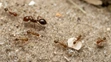 Červený mravec ohnivý (Solenopsis invicta)