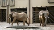Slonice Gula a Maja v pavilóne slonov v ZOO Bojnice