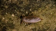 Belostóma veľká (lat. Lethocerus patruelis)