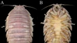 Bathynomus vaderi