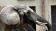 Slonica Gula v pavilóne slonov v ZOO Bojnice