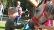 Aktivita združenia Horses Heal.
