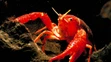Rak červený (lat. Procambarus clarkii)