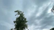 Veľká lipa mala 460 rokov.