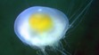 Medúza, ktorá vyzerá ako vajíčko