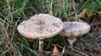 bedľa vysoká (Macrolepiota procera)