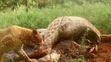 Unikátne zábery jahodového leoparda.