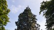 1. Sekvojovec mamutí (Sequoiadendron giganteum)