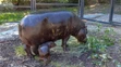 Zoo Bratislava oznámila narodenie samičky hrošíka libérijského.