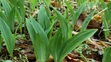 Medvedí cesnak (allium ursinum).