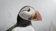 Víťaz kategórie Vtáky: polárna kačica na Islande.