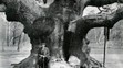 Major oak na snímke z roku 1900.