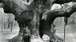 Major oak na snímke z roku 1900.