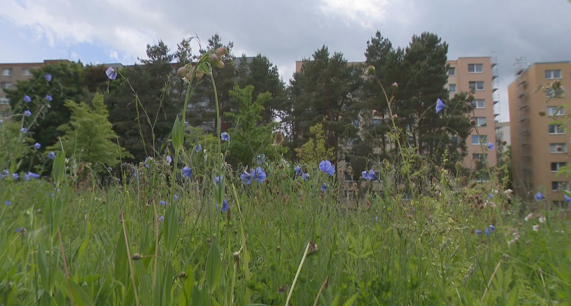 Kosiť či nekosiť? Nové prístupy v starostlivosti o mestskú zeleň majú viacero benefitov