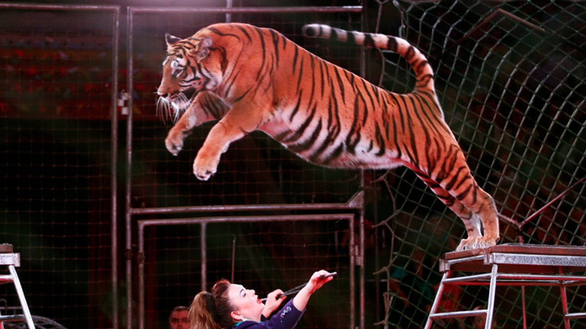 La France a interdit la représentation d’animaux sauvages dans les cirques