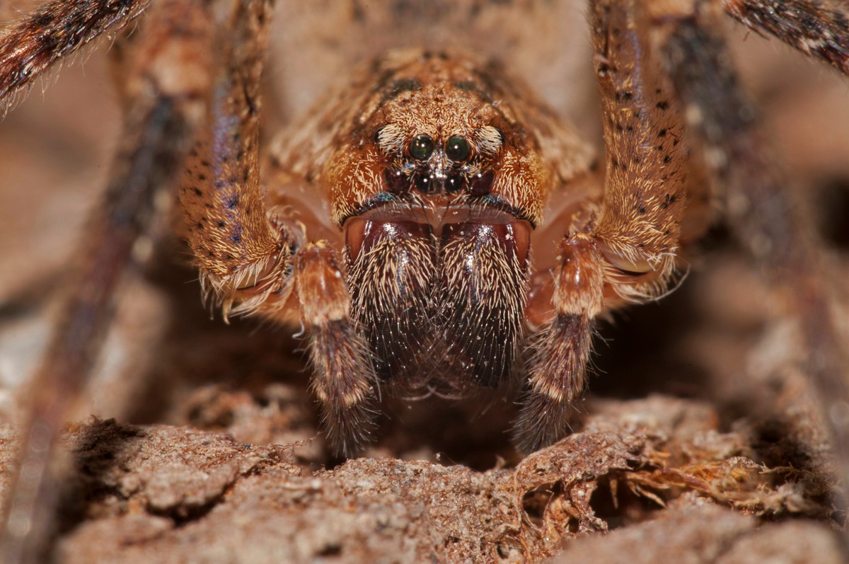 Als eine der wenigen in Europa kann sie durch die Haut beißen.  Die Deutschen werden von einer giftigen Spinne mit dem Namen Horror heimgesucht